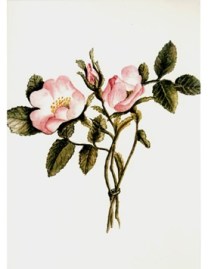 Charlotte's sketch Wild Roses From Nature, dated July 13, 1830