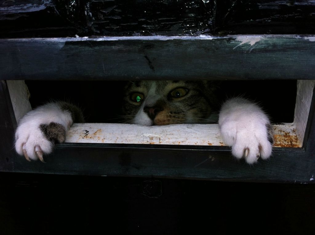 Το αιλουροειδές γραμματοκιβώτιο