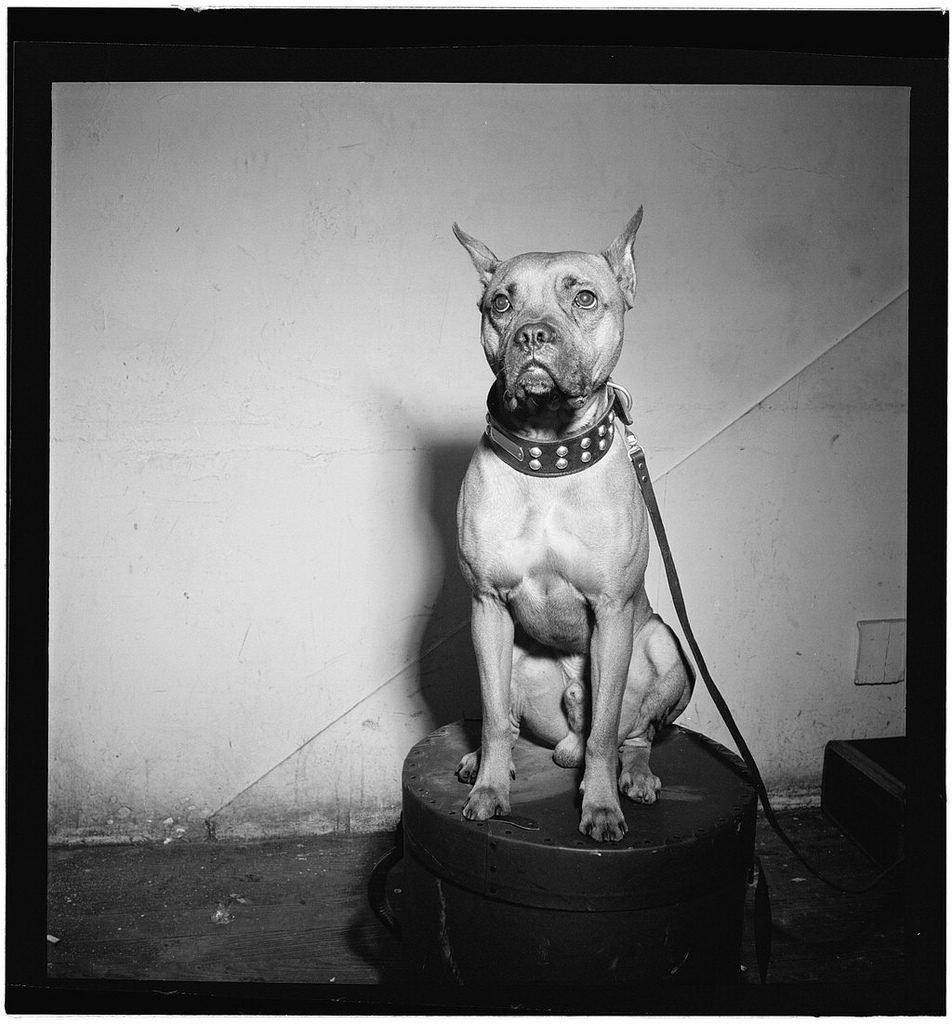 billie-holiday-boxer-mister