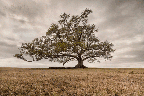 Γεια σου, μάνα!