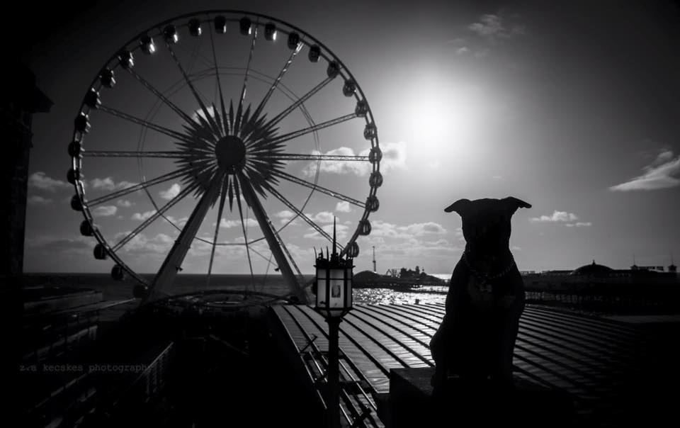 12565489_1331987123494265_5385066992397673551_n