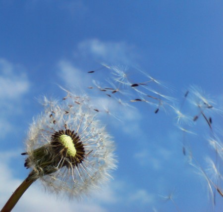 Anyway the wind blows