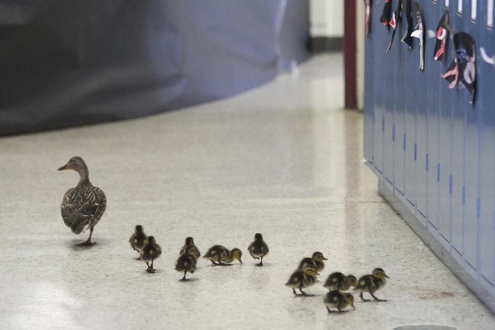 αρχείο λήψης (1)