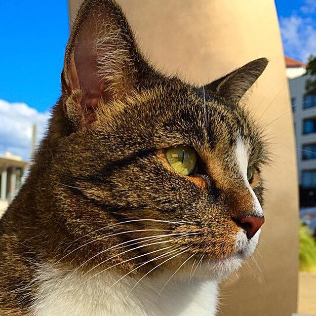 13315589_575974429240100_4387981511152692370_n