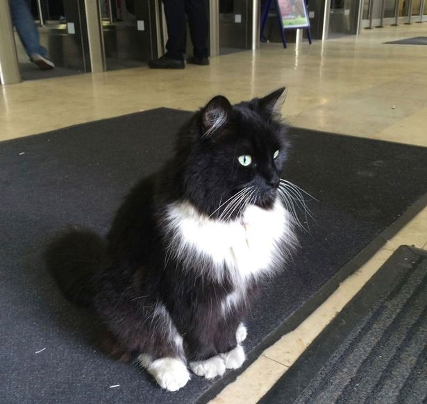 Felix-the-Huddersfield-Station-cat