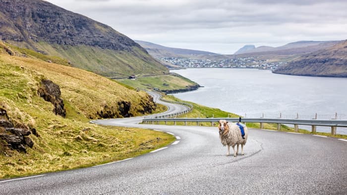 wewantgooglestreetview-sheep-view-360-faroe-islands-1