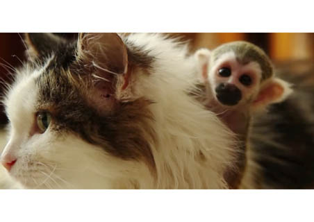 Η γάτα της ζωής&nbsp;του