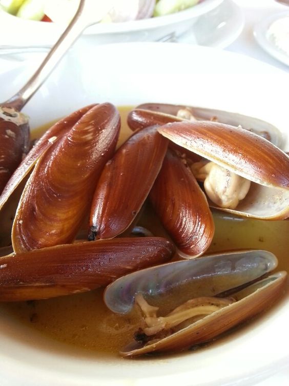 razor clam