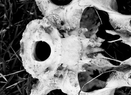 Κρανίου Λόγος