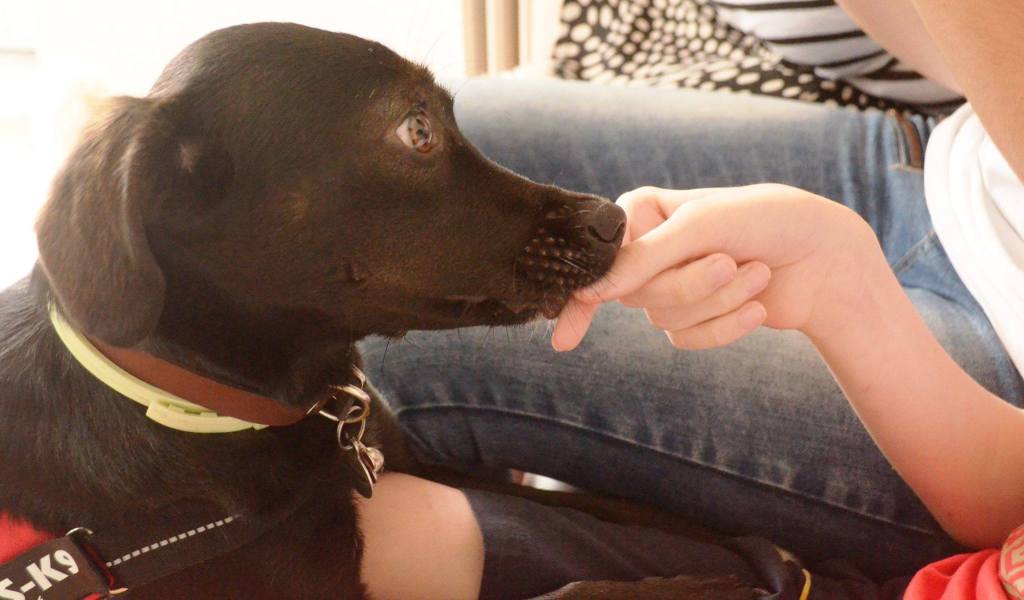 Therapy Dogs: Μια ιδέα που&nbsp;μεγαλώνει