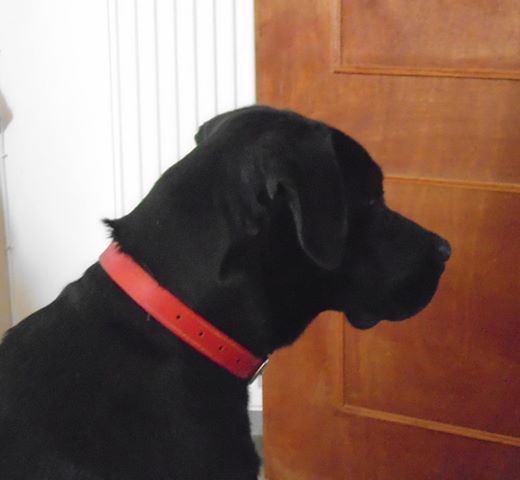 15350501_600805353436678_1499383746129843425_n