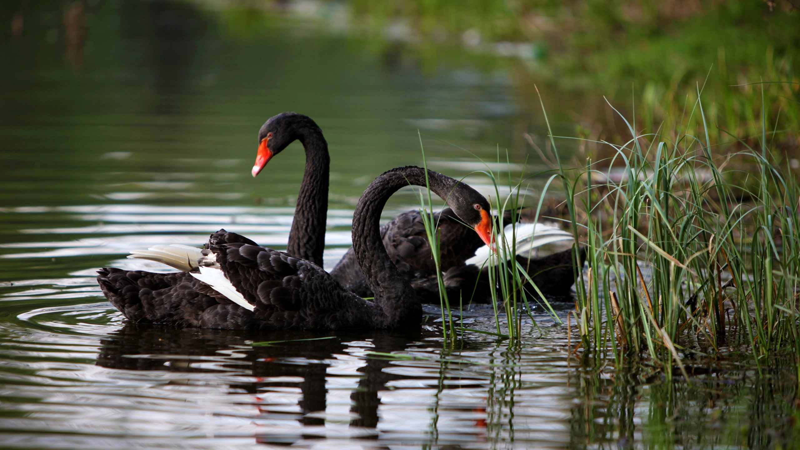 black-swan-bird-wallpaper-2
