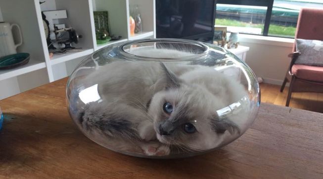 cat-curled-up-fish-bowl-jpg-653x0_q80_crop-smart