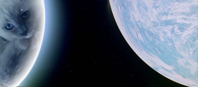 Η εύπλαστη πραγματικότητα της&nbsp;γάτας