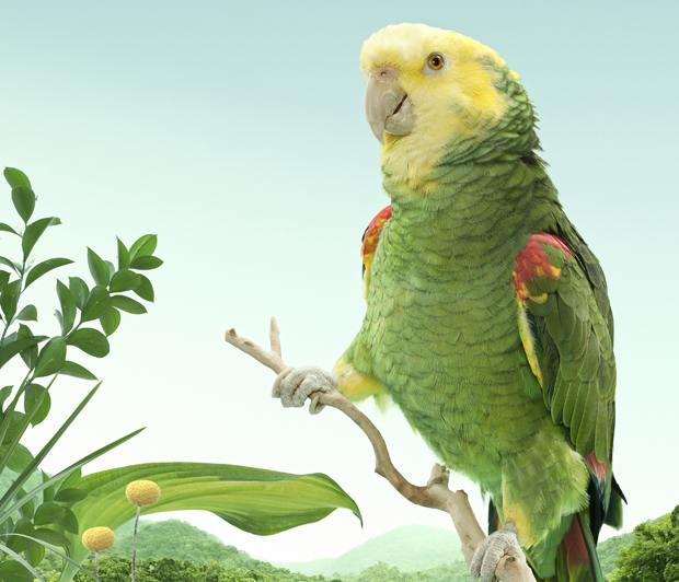 birds-zack-seckler-09