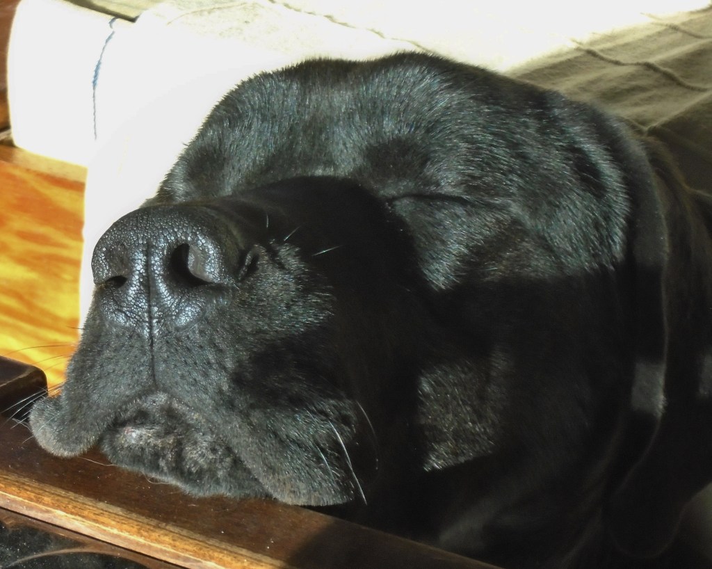 Άμπι ερμηνεύουσα