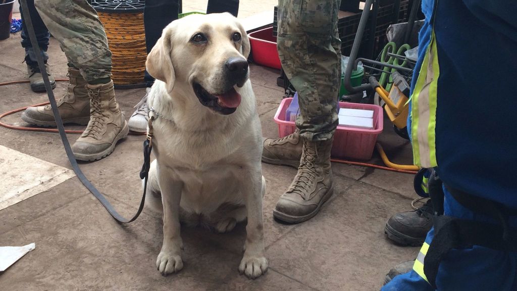 Η Άμπι υποκλίνεται