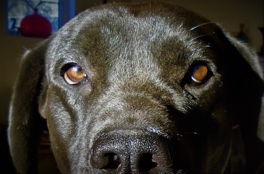 Η Άμπι και η&nbsp;φαινομενολογία