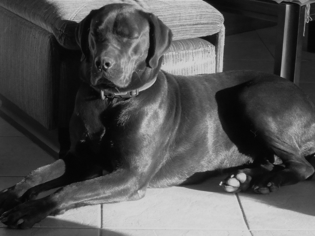 Άμπι και William