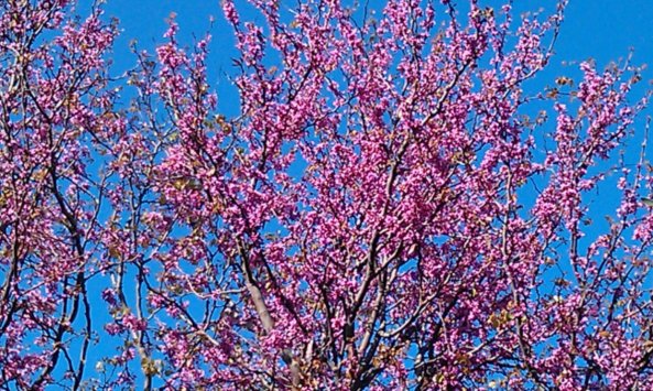 Το βιτσιόζικο κτήνος