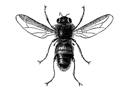 Η αναθεματισμένη