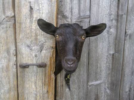 102654544-goat-peeking-out-from-behind-wooden-barn-door