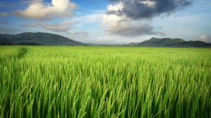 rice-paddy-field-background-9