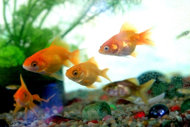 Το ενυδρείο